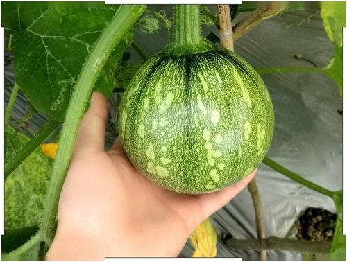 新瓜最新爆料广西视频,揭秘背后惊人真相!” 第1张 新瓜最新爆料广西视频,揭秘背后惊人真相!” 第1张