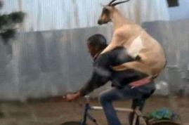 爆料山羊炒作视频,揭秘网络爆红山羊炒作视频背后的真相 第1张 爆料山羊炒作视频,揭秘网络爆红山羊炒作视频背后的真相 第1张