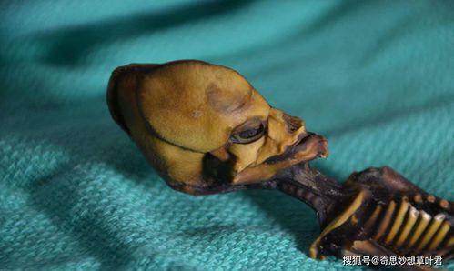 外星人最新爆料 第2张 外星人最新爆料 第2张